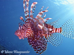 Red Lionfish (pterois volitans) -  (Canon A620, Built-in ... by Marco Waagmeester 
